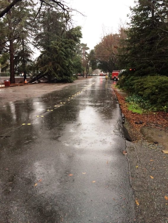 The downed tree that toppled a power line in Danville, sending over 1,000 residents into the dark.