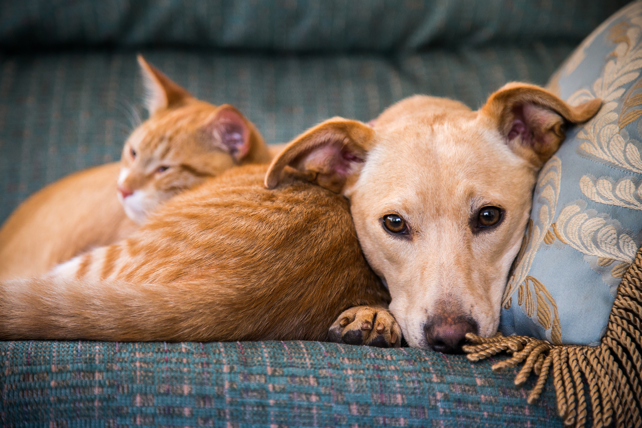 What Is The Most Popular Pet In France